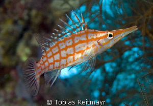 Longnose Hawkfish, Red Sea Wall, Hurghada. Canon EOS 350d... by Tobias Reitmayr 